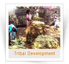 Tribal Development