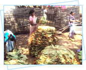 Tribal Development